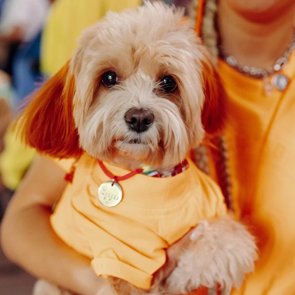 Вечеринка для хвостиков и их хозяев Frisky Dog Day в фудмолле «Три вокзала.Депо»