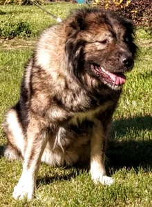 Берег Иркута (Питомник животных )