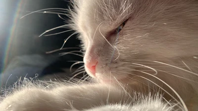 Кошкинская карта со скидками в котокафе "Республика котов"