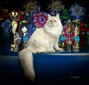 Питомник невских маскарадных кошек Koenig Glance (Питомник животных)