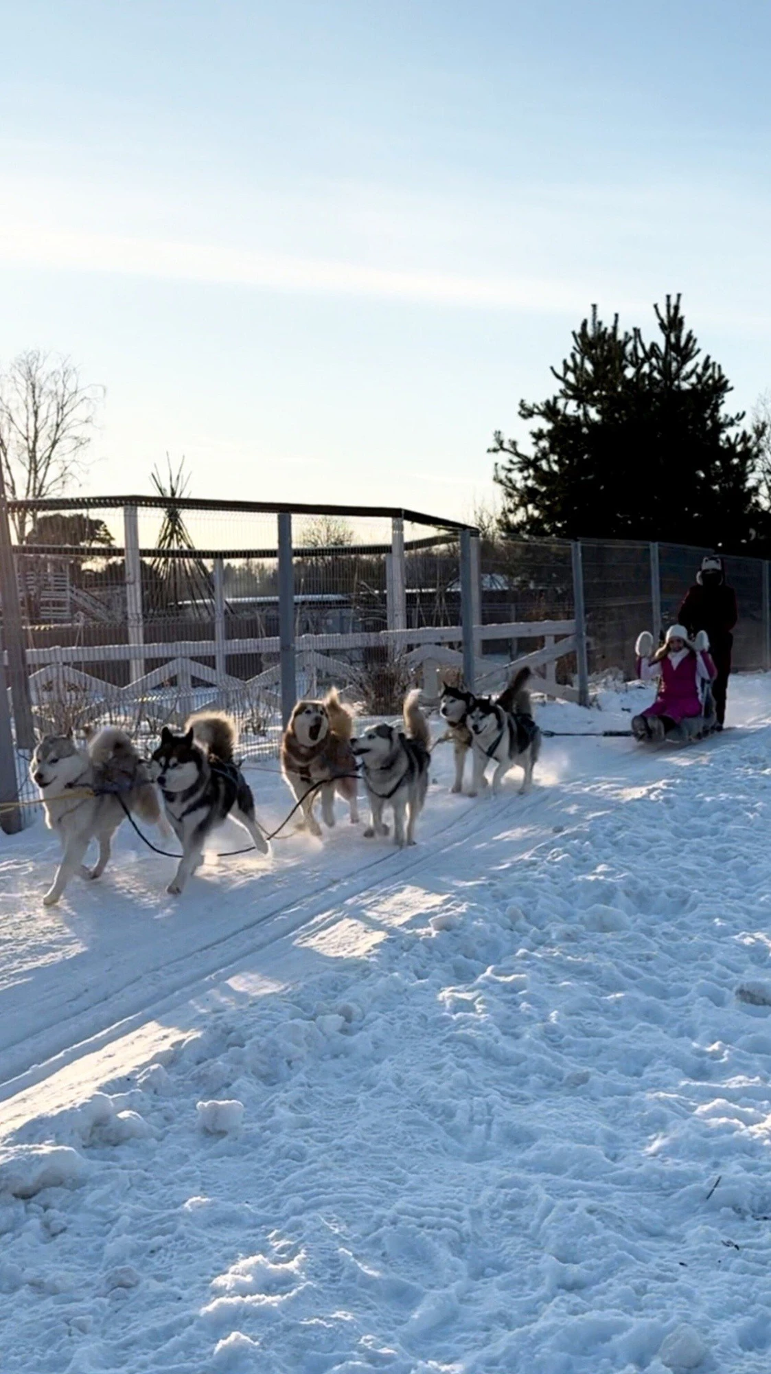 Сертификат на посещение парка "Хаски Лэнд" в Назарьево