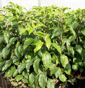 Питомник растений Садовник сервис (Питомник растений )