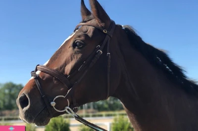 Golden Horse, конноспортивный клуб в Таганроге, Ростовская область 