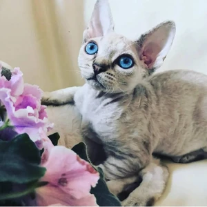 Питомник Nesselbek (Питомник животных)