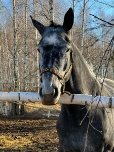 Dream horse (Конный клуб )