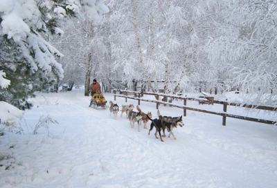 Прокатиться на собачьей упряжке в "Хаски-парке Раменское"