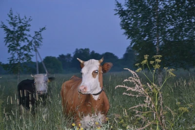 Эко ферма у Гордея (Отдых на ферме)