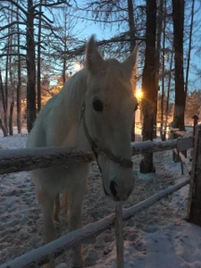 Гармония (Конный клуб)