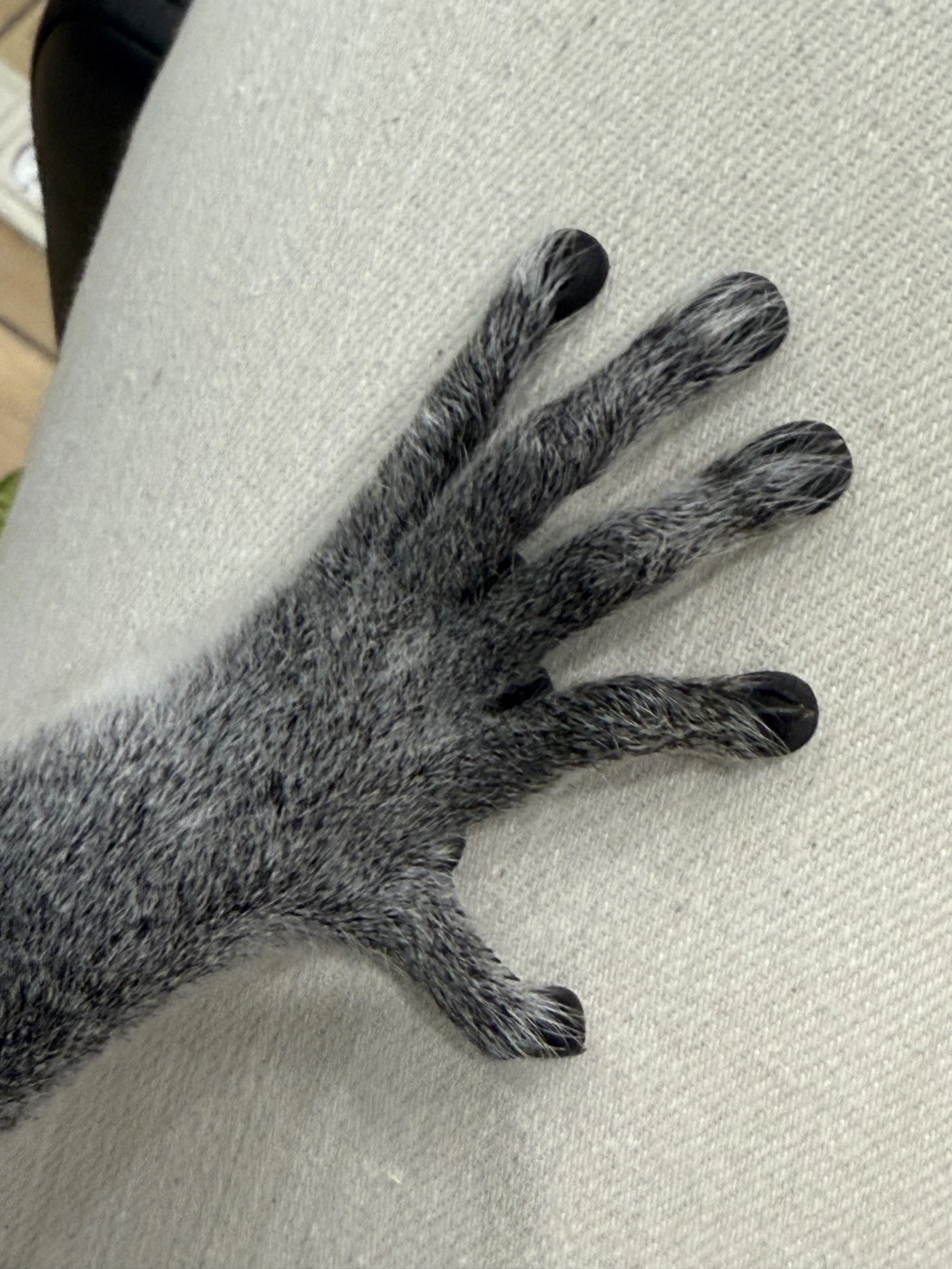 Лемур-кафе Вася