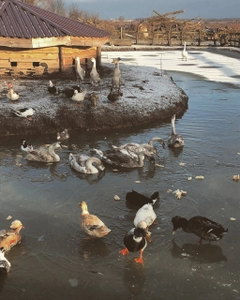 Подворье на Хуторской (Зоопарк )