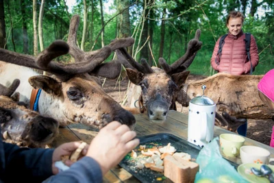 Организация корпоративных и групповых посещений в Ферме оленей