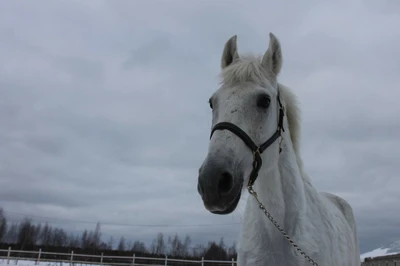 Фермерское хозяйство Максимовское (Конный клуб )