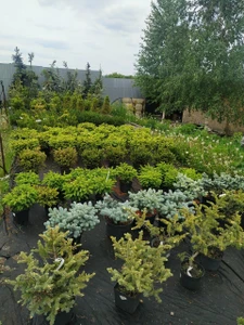 Сибирский сад (Питомник растений )