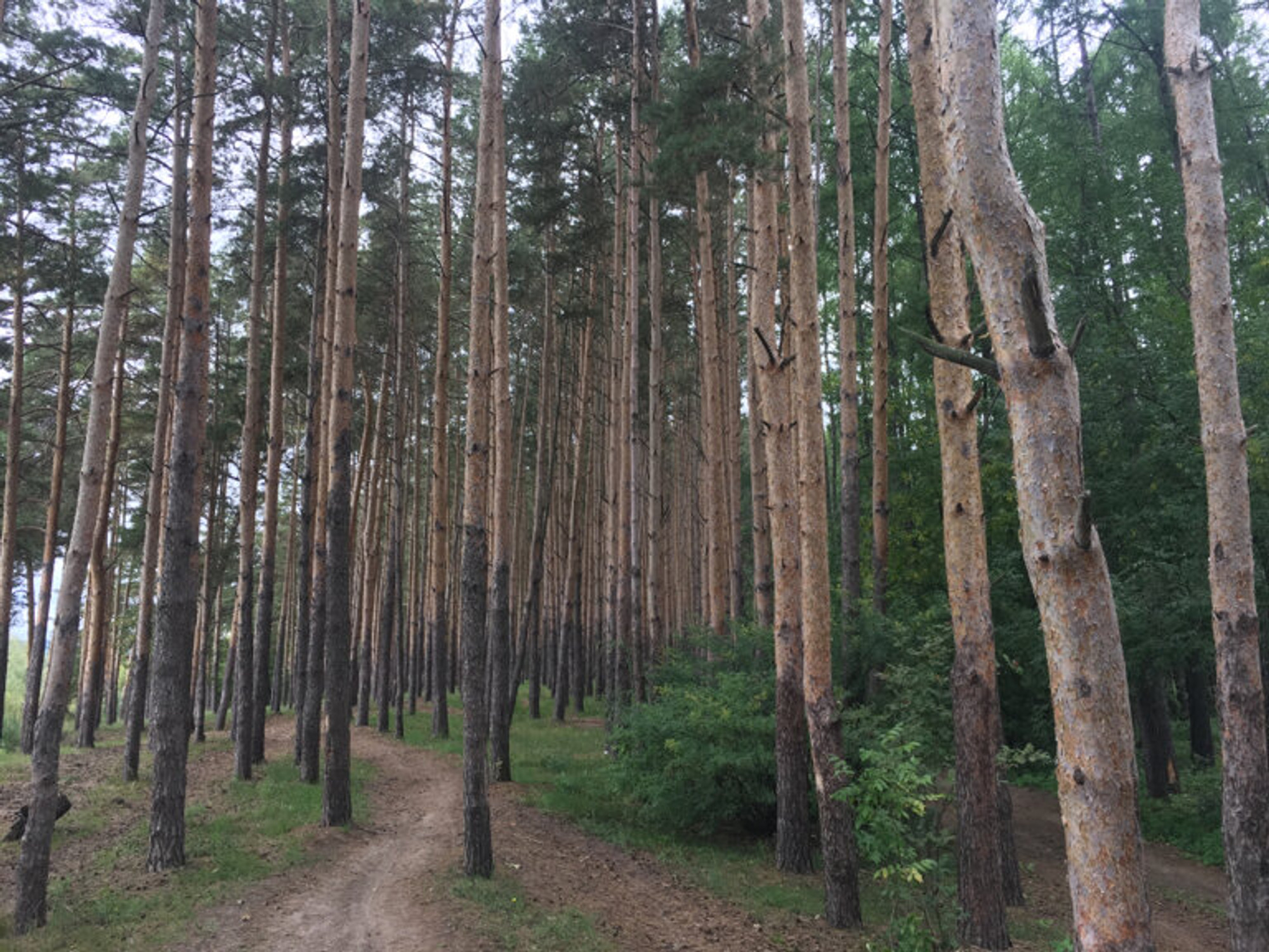 Памятник природы регионального (областного) значения Стригинский бор (Заповедник)