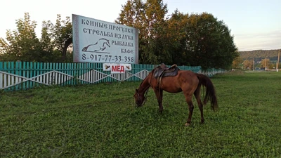 Marvai (Конный клуб )
