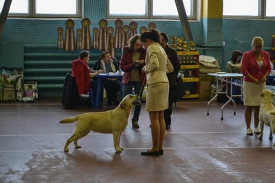 Питомник фарвист голд (Питомник животных)