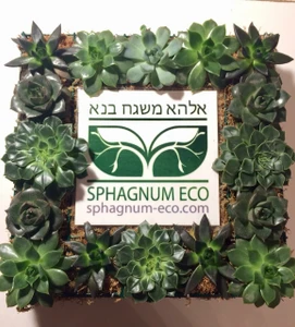 Сфагнум (Городское благоустройство )