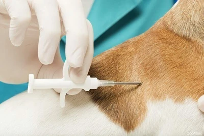 Зоомакс (Ветеринарная клиника )