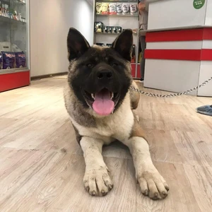 ВетМэн (Ветеринарная клиника )