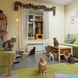 Мурзик (Антикафе)