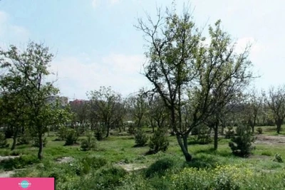 "Ореховая роща", парк, Анапа 