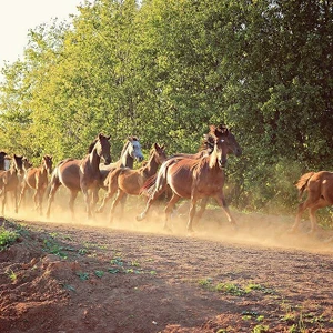 Конный клуб Светлое (Конный клуб )