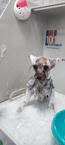 Аптекарь Мяу (Ветеринарная аптека )