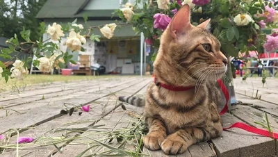 "Музей-КотЭдж", музей кошки во Всеволожске