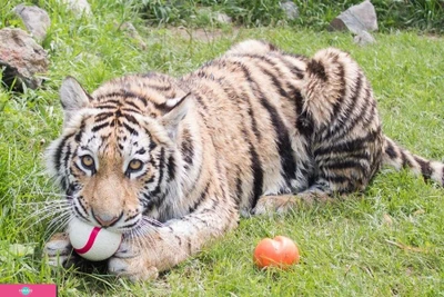 "Чудесный", зоопарк, контактный зоопарк в селе Борисовка, Уссурийск, Приморский край 