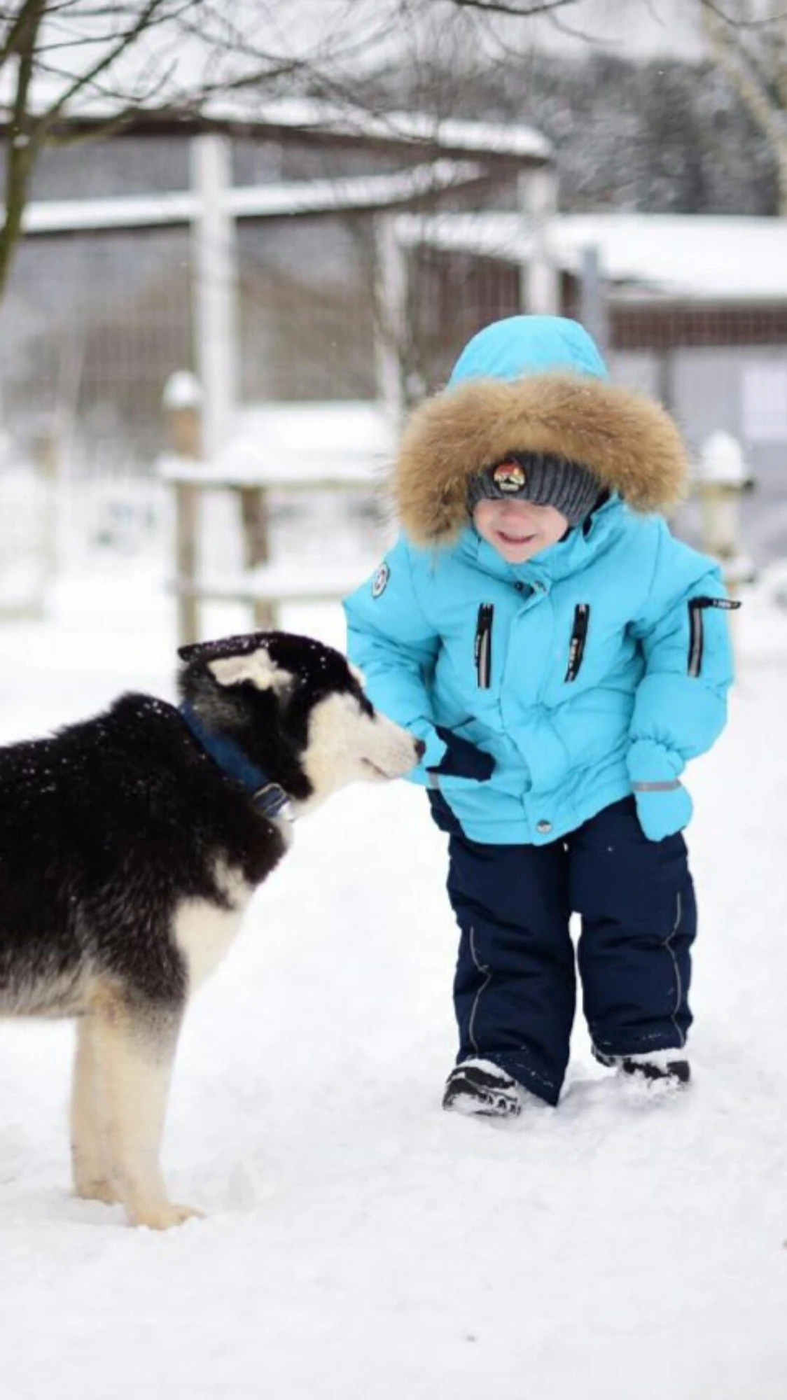 Сертификат на посещение парка "Хаски Лэнд" в Назарьево