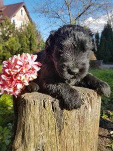 Питомник русских чёрных терьеров (Питомник животных)