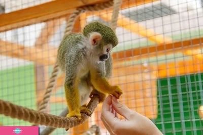 "Ручной зоопарк", контактный зоопарк в ТРЦ "Парк Хаус", Самара 