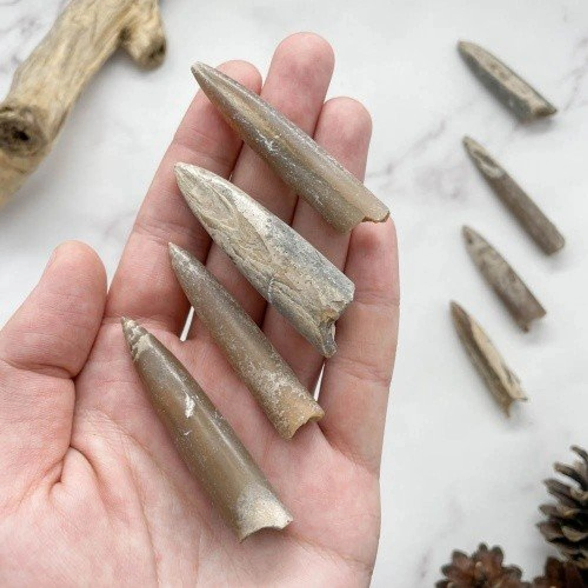 Как стать палеонтологом за 1 день