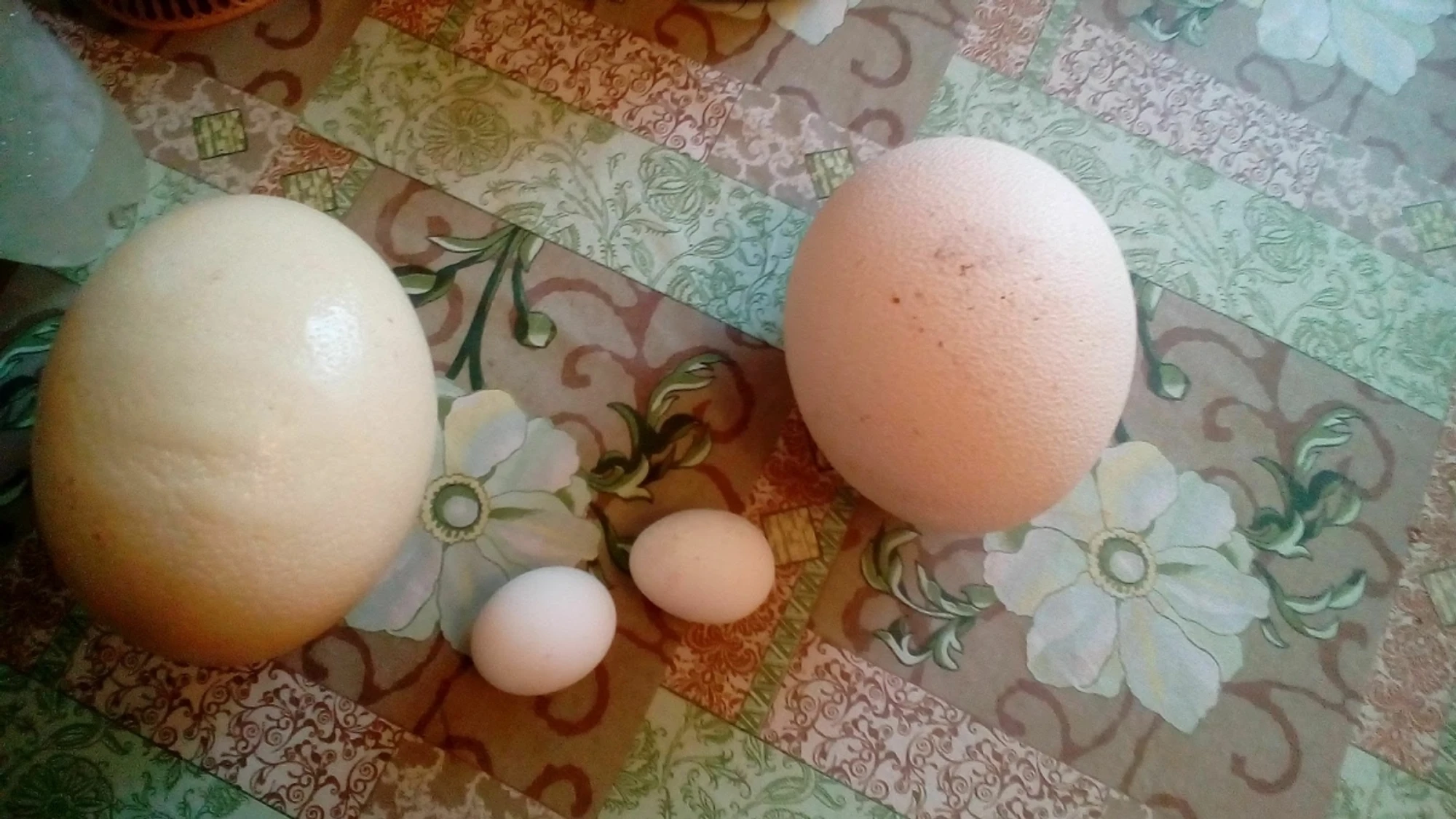 Экскурсии для школьников в "Страусленд"