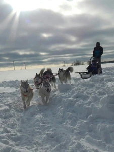 Подарочный сертификат на катание на хаски в "Стае Снежных Псов"