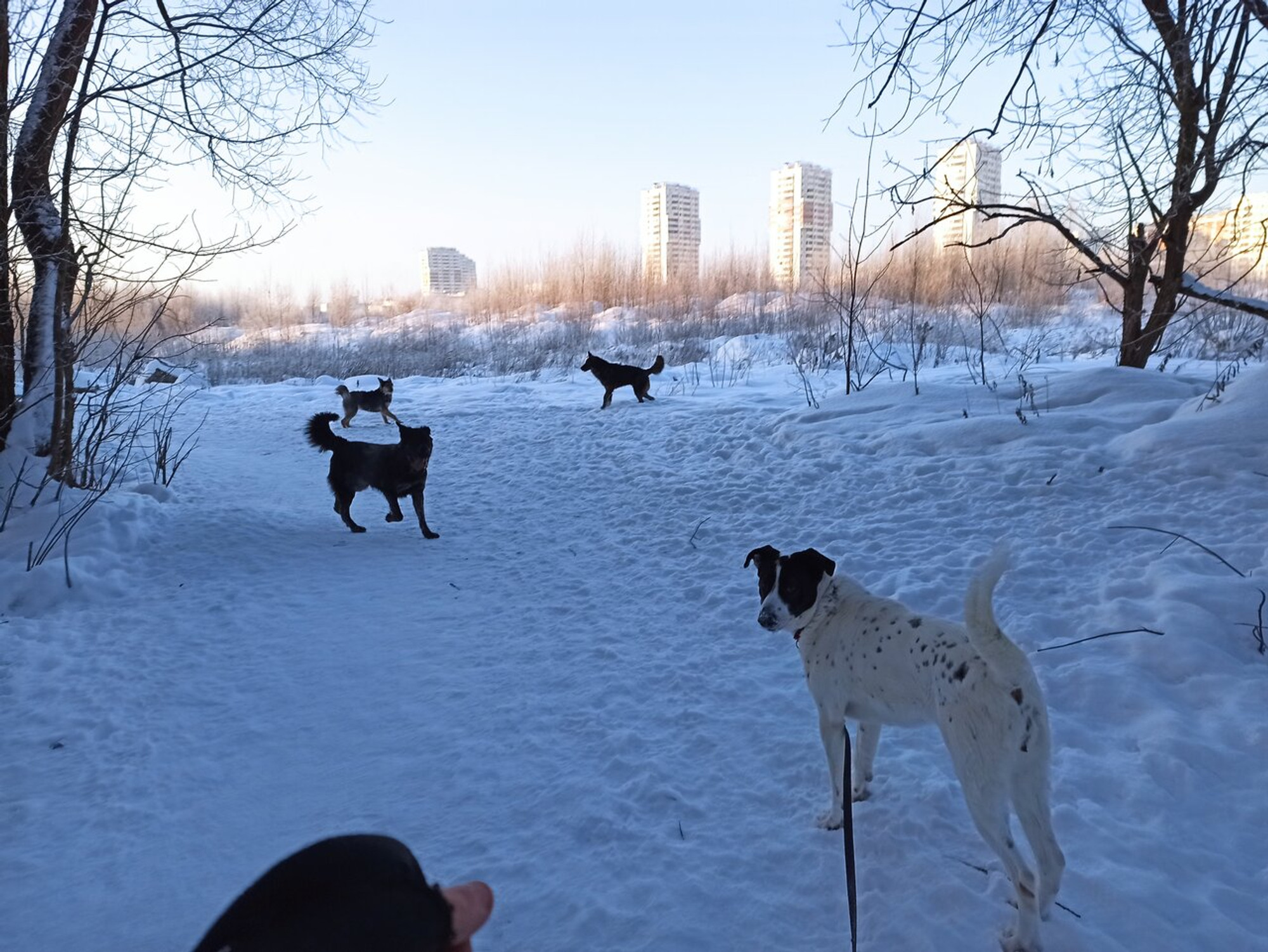 Щербинка (Приют для животных)