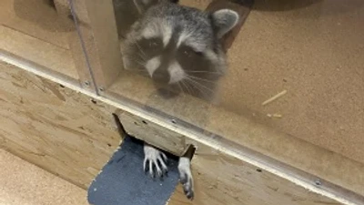 "Обитаемый остров", детский контактный зоопарк на Зорге.