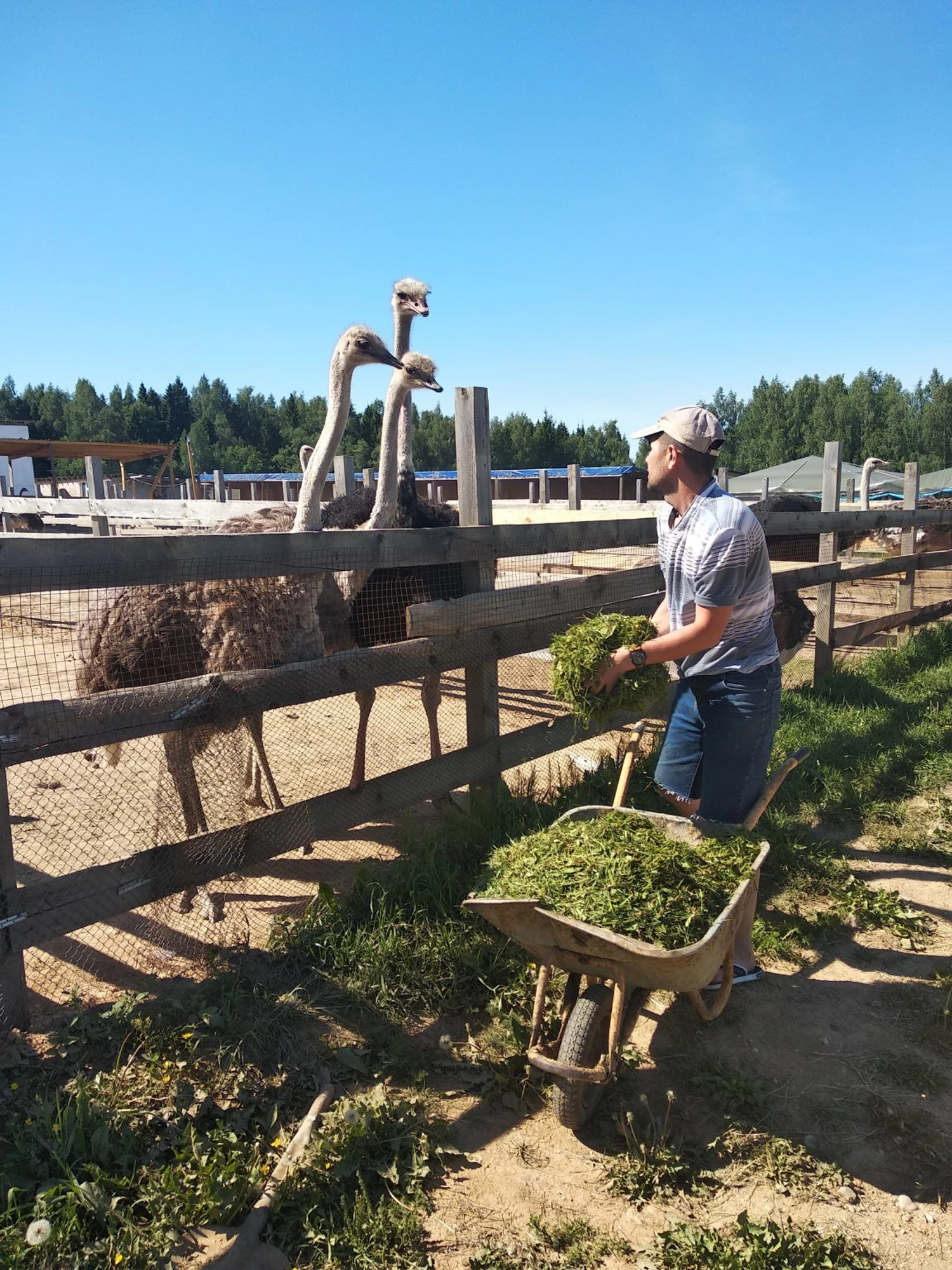 Экскурсии для школьников в "Страусленд"