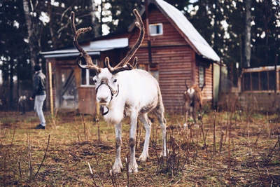 Катание в нартах на Оленьей ферме