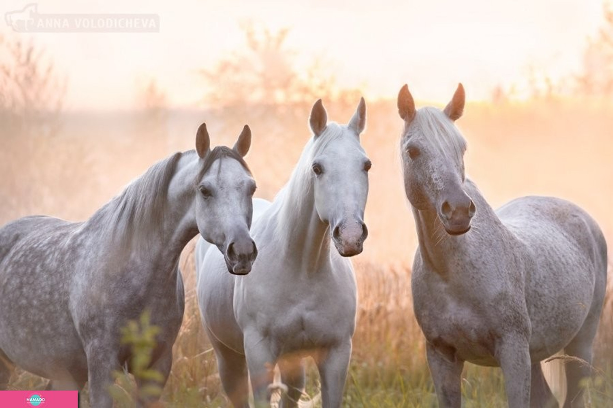 "Три грации", конная база, спортивная секция для детей, фотосессия с лошадью, экскурсии, иппотерапия в Нижегородской области 