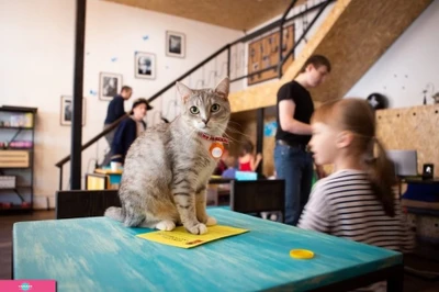 "Чукотка", котокафе, Самара 