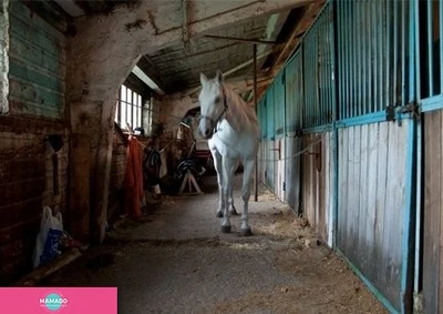 "Престиж", конюшня, конный клуб, школа верховой езды, иппотерапия в поселке Красный Пахарь, Самара