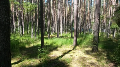 Лингвист (Детский лагерь отдыха)