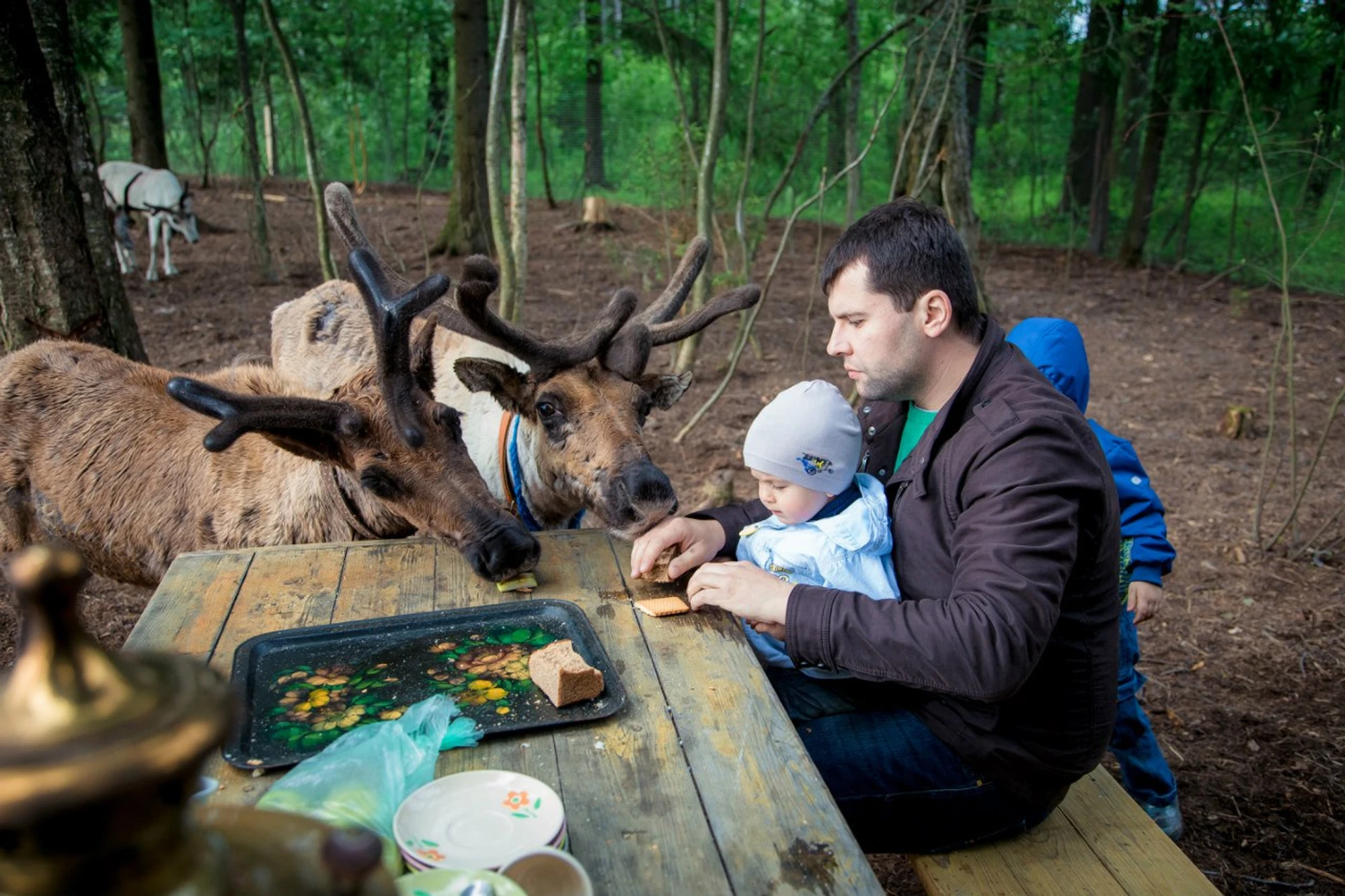 Организация корпоративных и групповых посещений в Ферме оленей