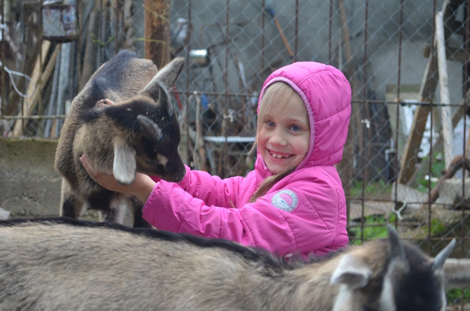 Организация корпоративных и групповых посещений в Ферме оленей
