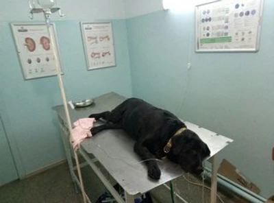 Драйв (Клуб любителей животных )