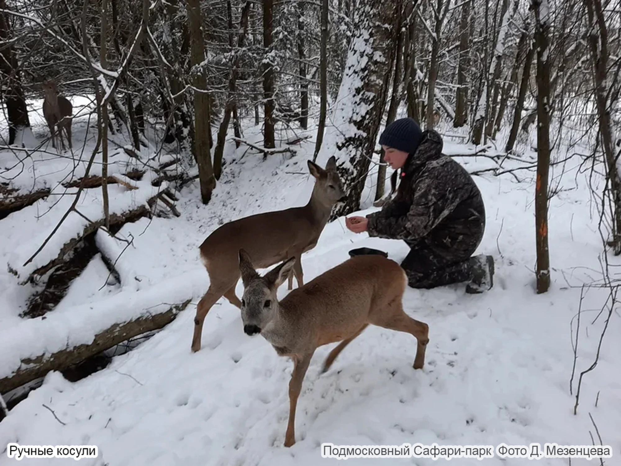Экскурсия в Парк копытных и птиц