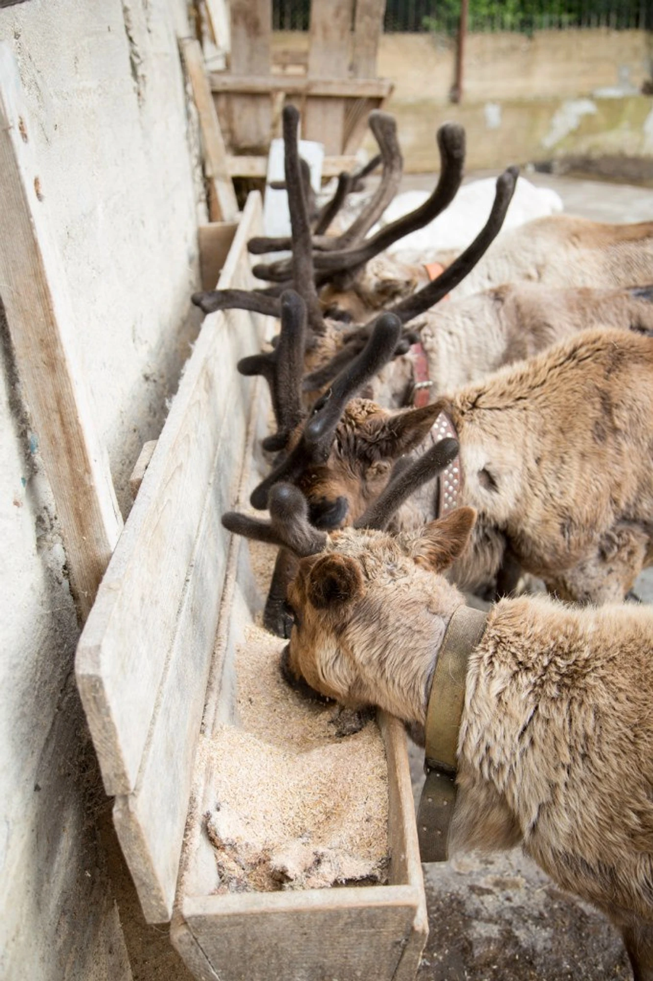 Организация корпоративных и групповых посещений в Ферме оленей