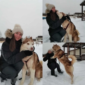 Племенной питомник Ice-dog (Питомник животных )