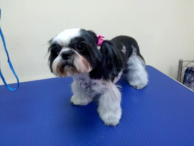 Бетховен (Зоосалон, зоопарикмахерская)